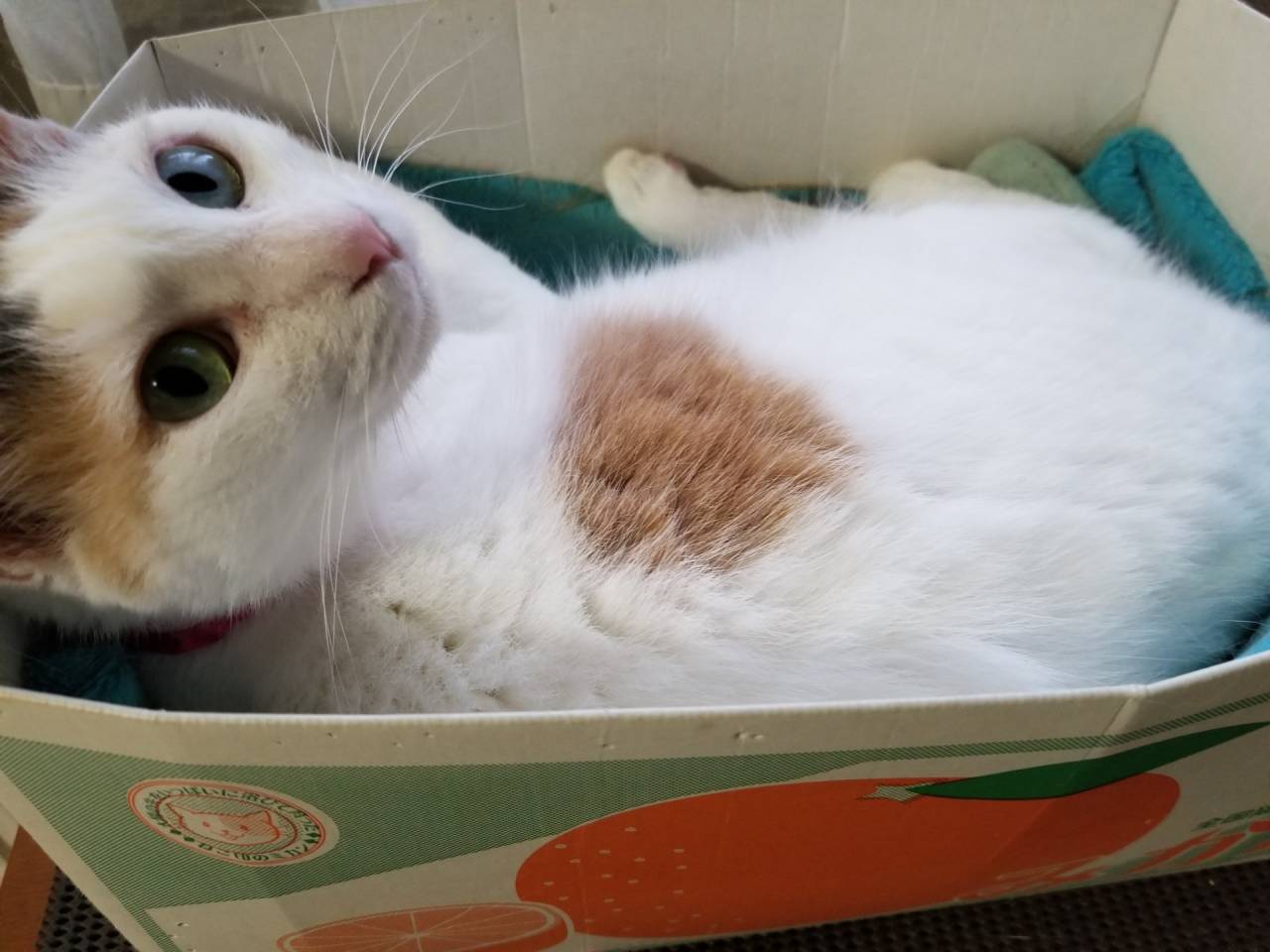 『秋の風とともに〜しなやかに生きるタフさ〜』〜仙台市あんのん頭痛整体院〜