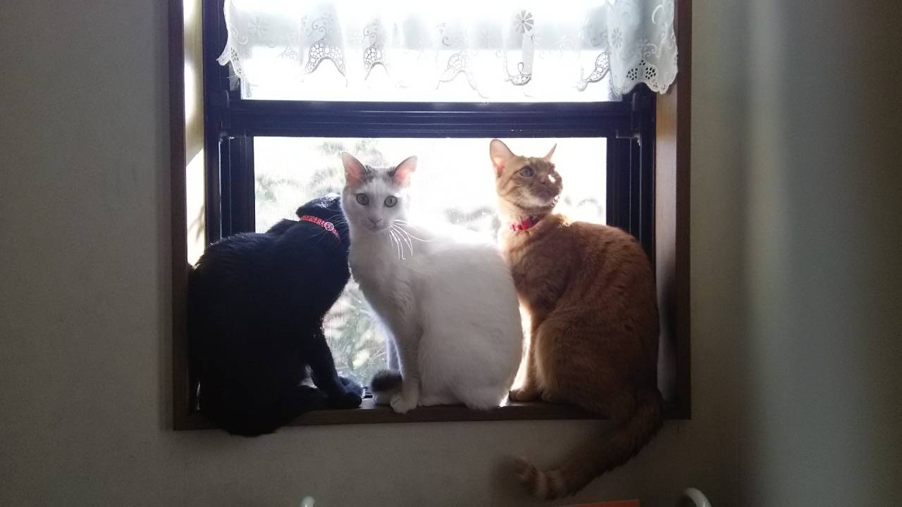 『こころ日和〜小さな幸せを拾う練習』